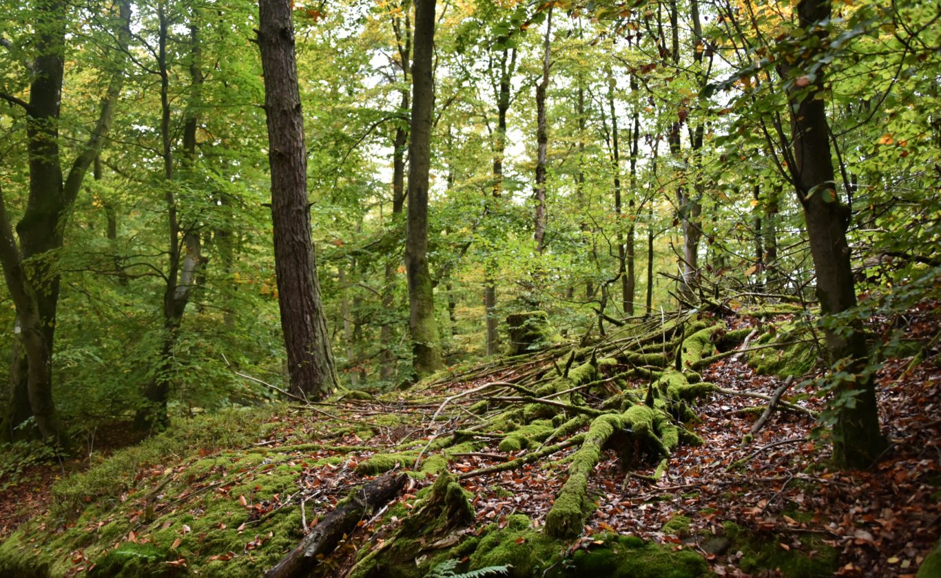 Des Corridors Cologiques Pour Une Nature Sans Fronti Res Parc