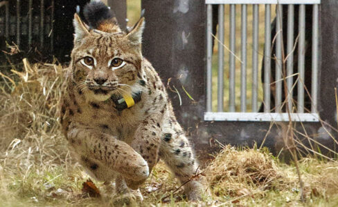 Juri, un lynx lâché dans le Palatinat, fréquente les Vosges du Nord