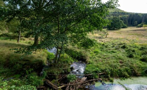 Préserver et restaurer la biodiversité dans les Vosges du Nord