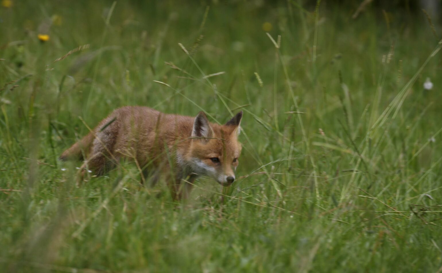 Ciné-débat : des fraises pour le renard