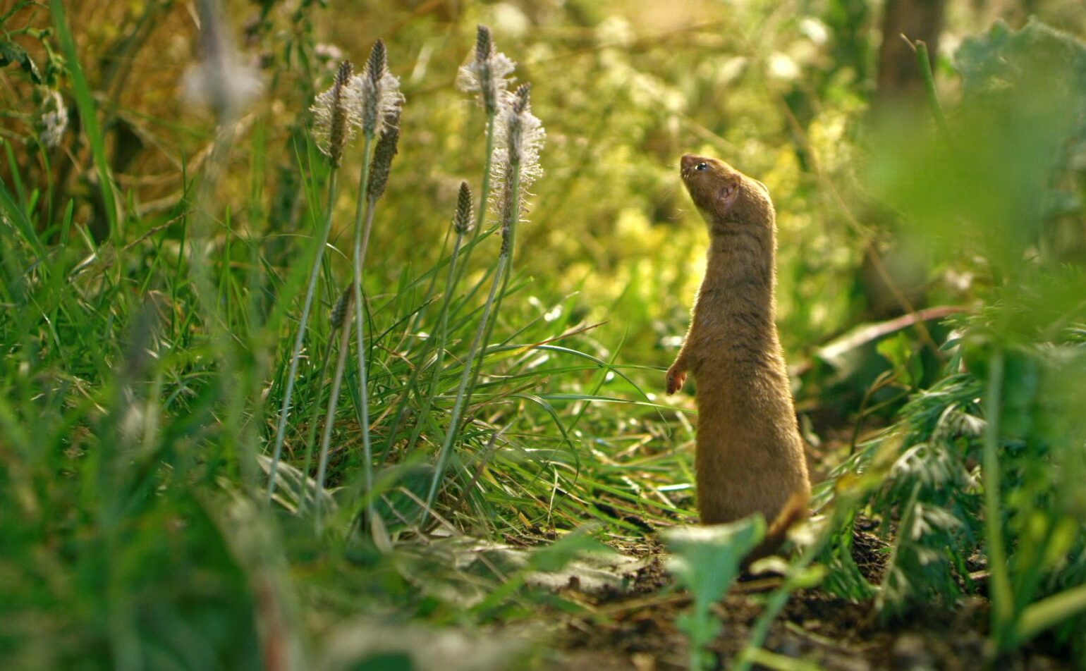 Ciné-débat : la vie secrète du jardin