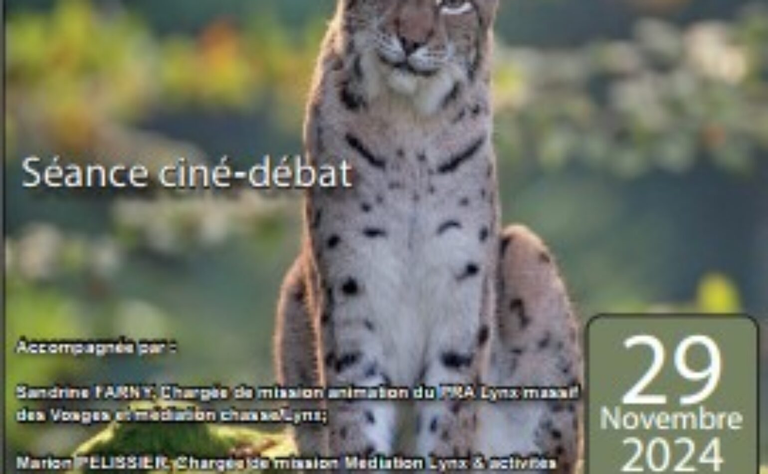 Ciné-débat : le retour fragile du lynx