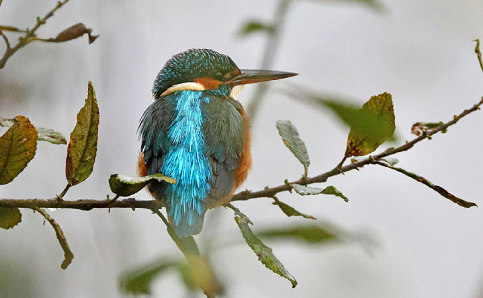 Conférence – oiseaux & zones humides