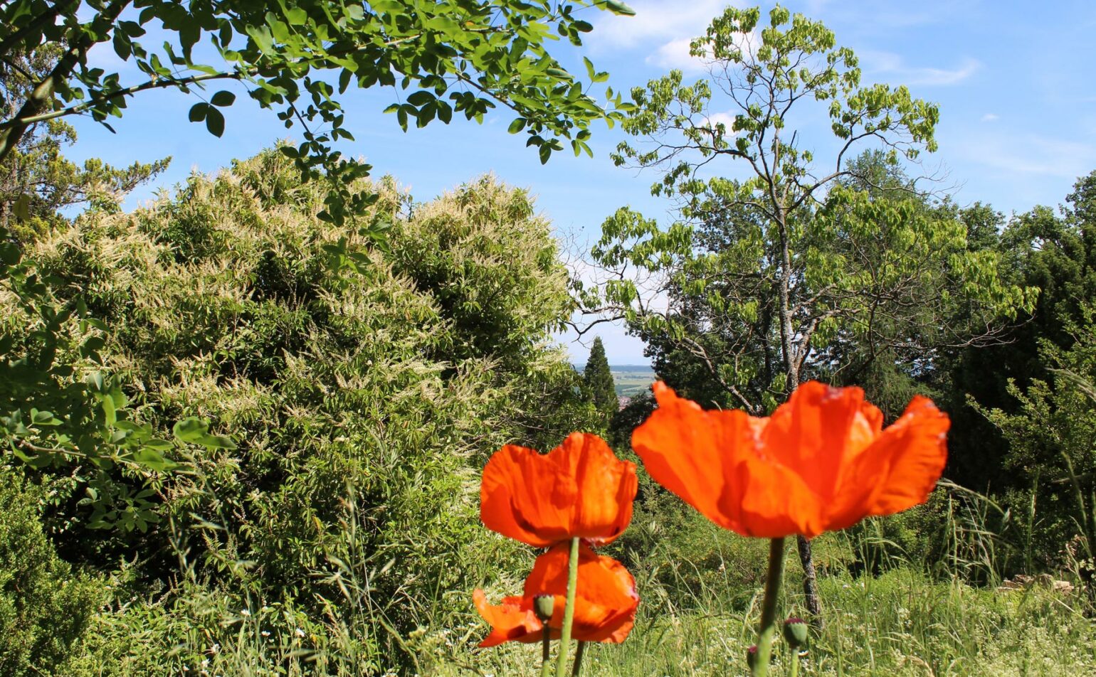 Visite guidée – jardin botanique