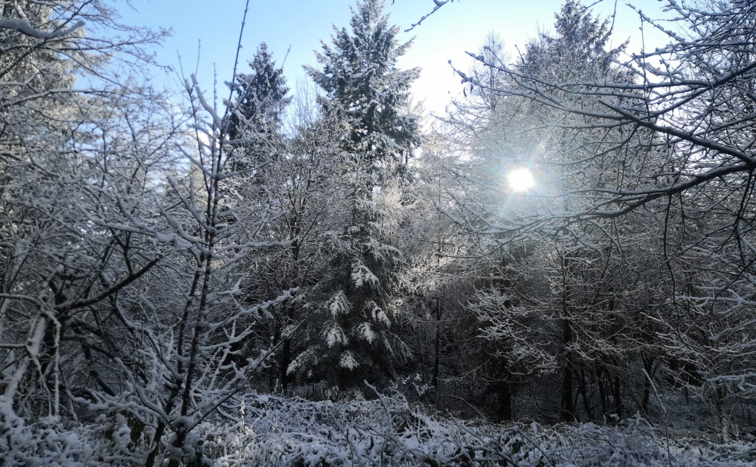 Atelier paysage hivernal