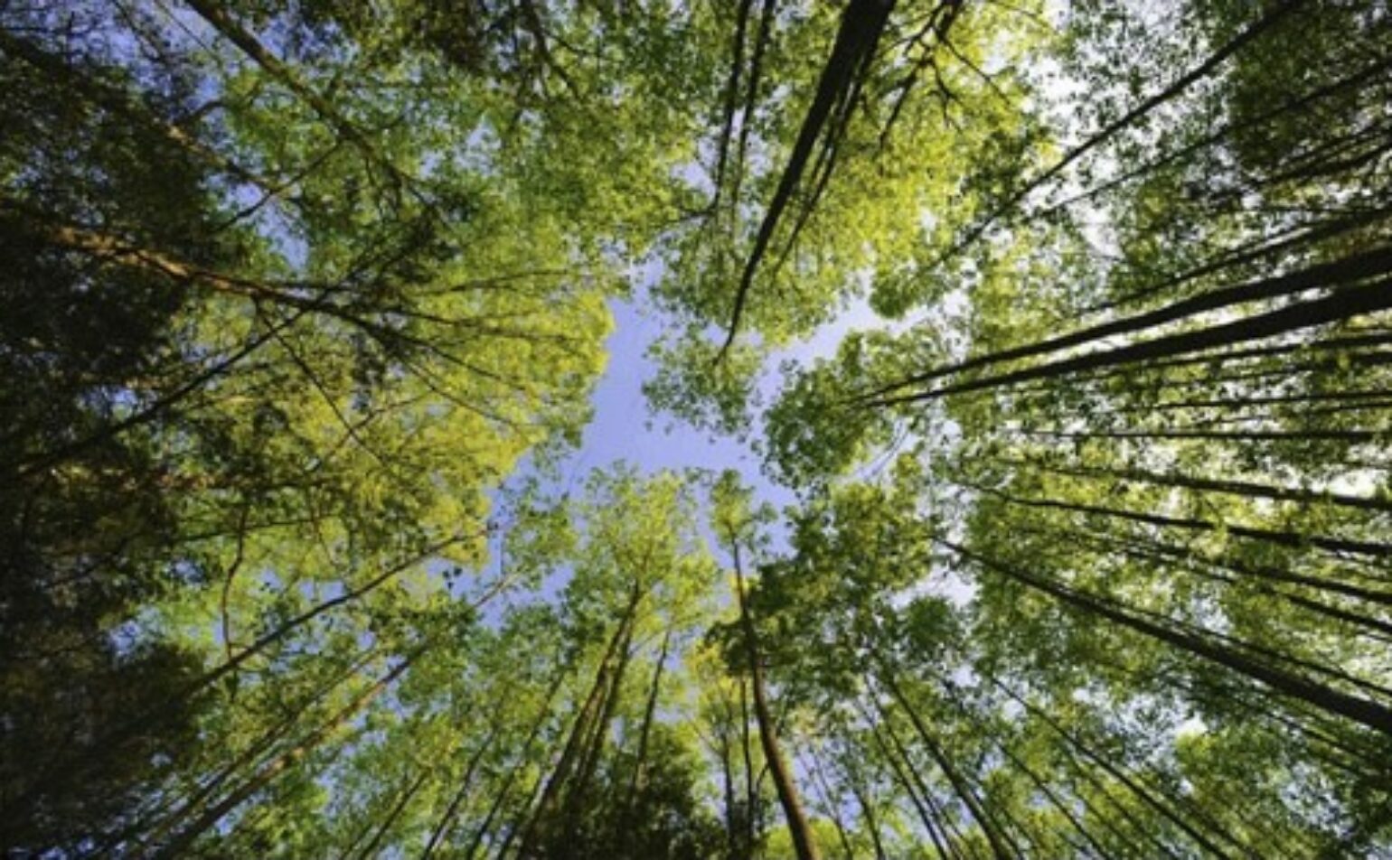 Ciné-débat : mal-hêtre, enquête sur la forêt française