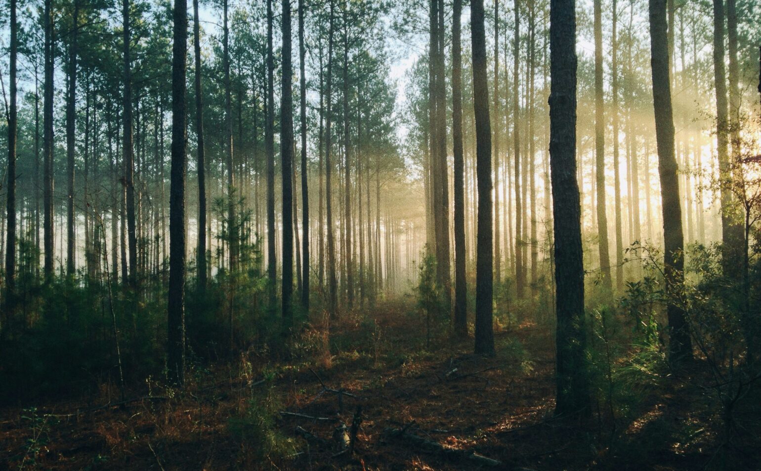 Les sanctuaires de nature ou le sauvage au seuil de nos portes